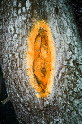 J A N  P H I L I P  
W E L C H E R I N G