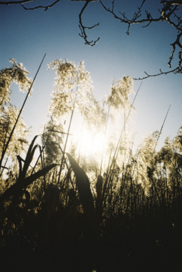 J A N  P H I L I P  
W E L C H E R I N G