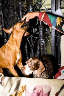 J A N  P H I L I P  
W E L C H E R I N G