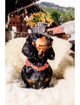 J A N  P H I L I P  
W E L C H E R I N G