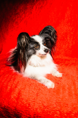 J A N  P H I L I P  
W E L C H E R I N G