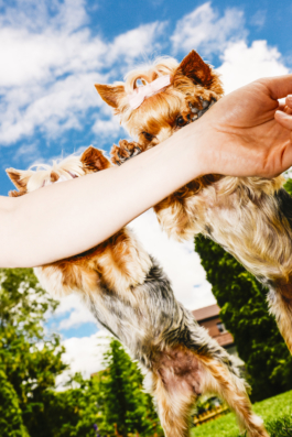 J A N  P H I L I P  
W E L C H E R I N G