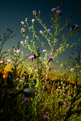 J A N  P H I L I P  
W E L C H E R I N G