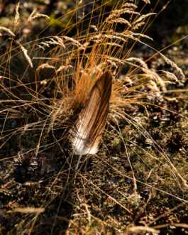 J A N  P H I L I P  
W E L C H E R I N G