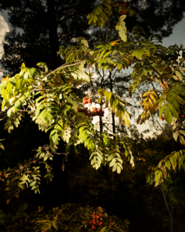 J A N  P H I L I P  
W E L C H E R I N G