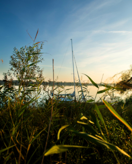 J A N  P H I L I P  
W E L C H E R I N G