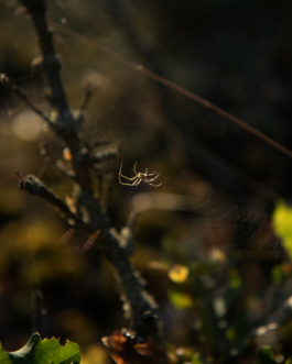 J A N  P H I L I P  
W E L C H E R I N G