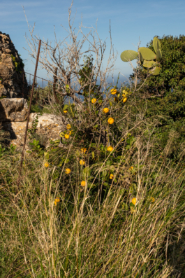 J A N  P H I L I P  
W E L C H E R I N G