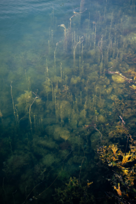 J A N  P H I L I P  
W E L C H E R I N G