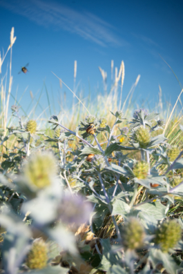 J A N  P H I L I P  
W E L C H E R I N G